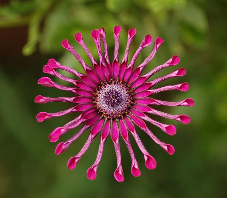 Osteospermum Flower jigsaw puzzle