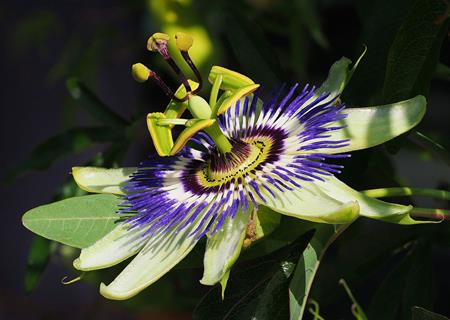 Bluecrown Passionflower jigsaw puzzle