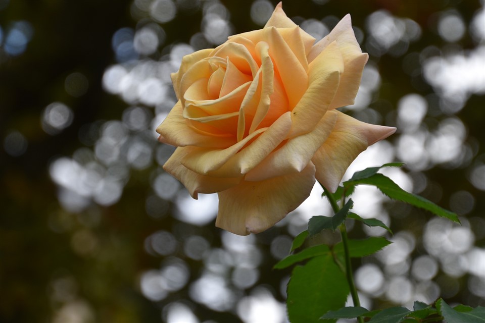 Peach Rose jigsaw puzzle