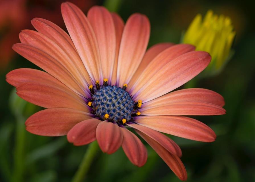 Orang Osteospermum flower jigsaw puzzle
