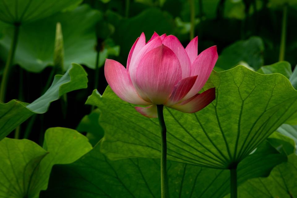 Pink Lotus Blooming jigsaw puzzle