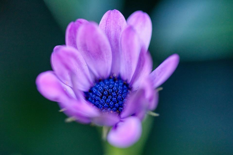 Pink Purple Flower jigsaw puzzle