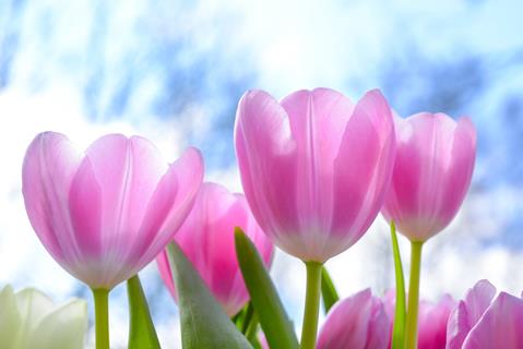 Pink Tulips jigsaw puzzle