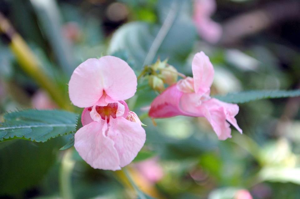Pink Flower jigsaw puzzle
