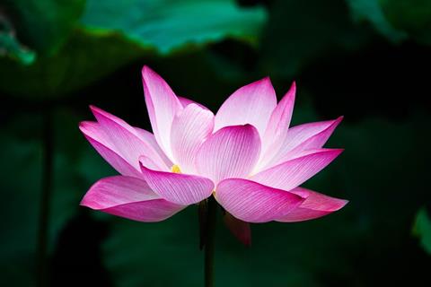 Pink Pale Lotus Flower jigsaw puzzle