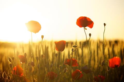 Poppies In The Sunset jigsaw puzzle