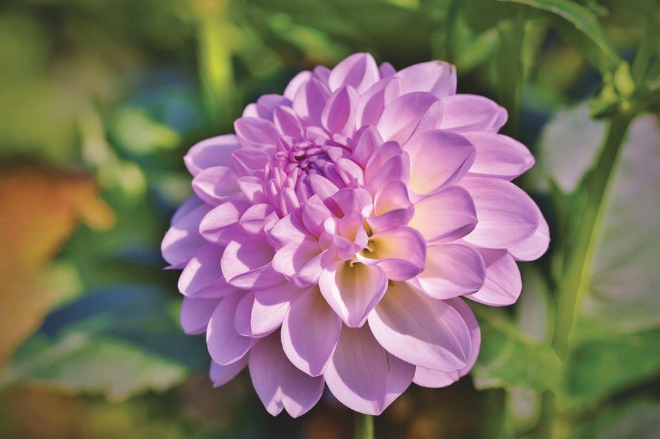 Purple Dahlia jigsaw puzzle