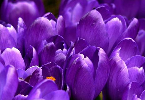 Purple Flowers Blooming jigsaw puzzle