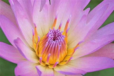 Purple Yellow Lotus Flower jigsaw puzzle