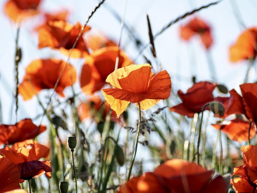 Red Flowers Under The Sunlight jigsaw puzzle