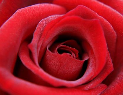 Red Rose Close Up jigsaw puzzle