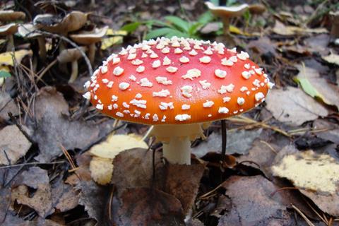 Red White Mushroom jigsaw puzzle