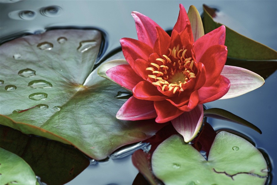 Red Lily Pads jigsaw puzzle