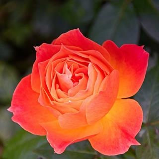 Rose jigsaw puzzle