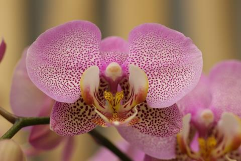 Rose White Orchid jigsaw puzzle