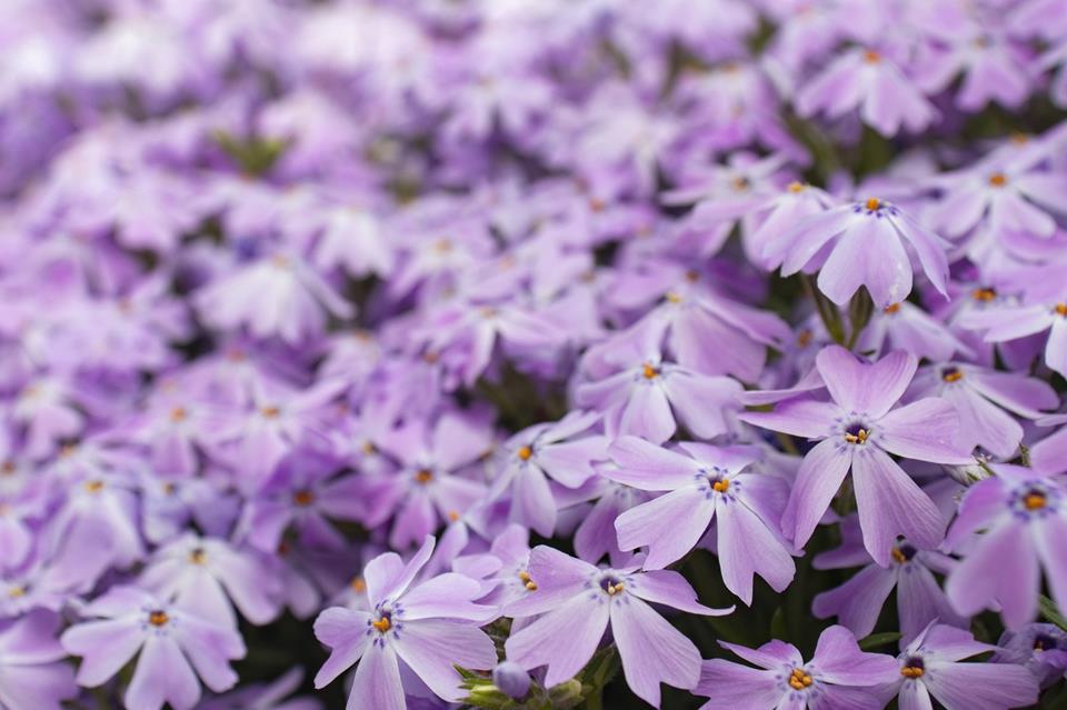 Small Purple Flowwers jigsaw puzzle