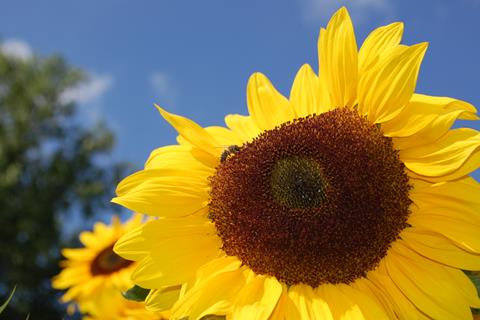 Sun Flower With Bee jigsaw puzzle