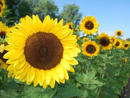 Sun Flowers jigsaw puzzle