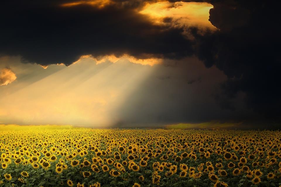 Sunflowers Under Dawn jigsaw puzzle