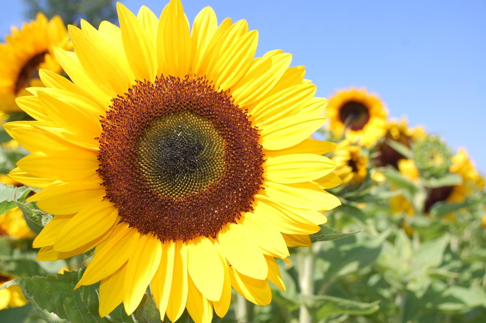 Sunflowers Farm jigsaw puzzle