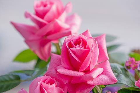 Two Pink Roses jigsaw puzzle