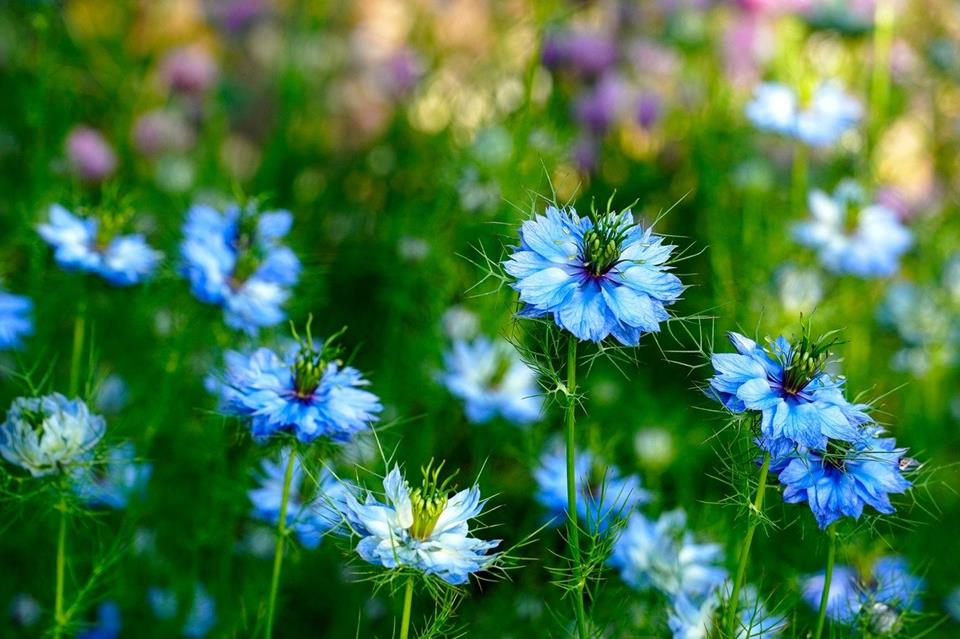 Nigella damascena jigsaw puzzle