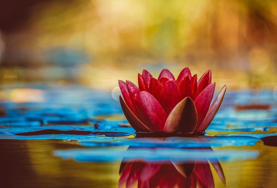 Water Lily jigsaw puzzle