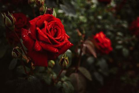 Wet Rose jigsaw puzzle