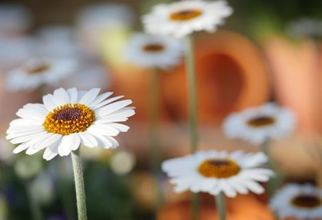 Daisies jigsaw puzzle