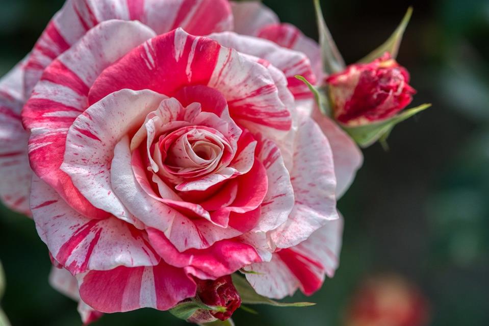 White Pink Rose jigsaw puzzle