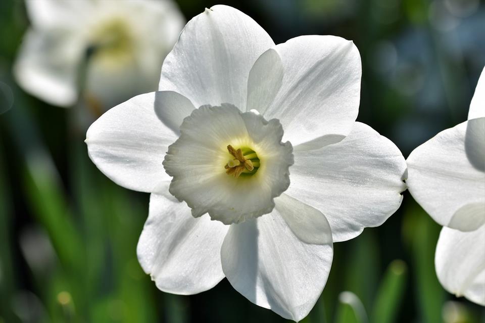 White Narcissus jigsaw puzzle