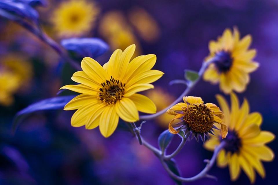 Yellow Flower In A Blue Background jigsaw puzzle