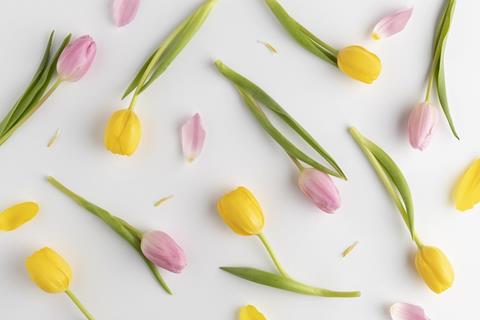 Yellow And Pink Tulips jigsaw puzzle