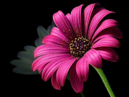 Cosmos Bipinnatus jigsaw puzzle