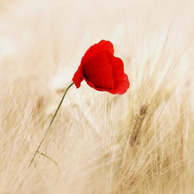 Cereals Field Ripe Poppy jigsaw puzzle