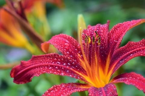Pink Lily jigsaw puzzle