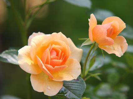 Rose Flower Blossom  jigsaw puzzle