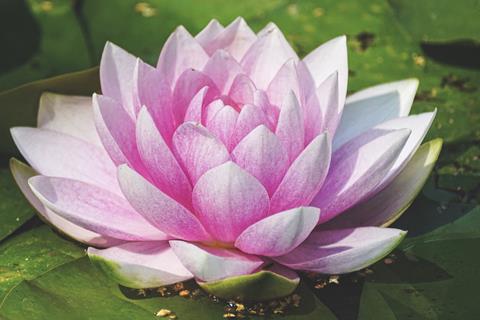 Nénuphar jigsaw puzzle