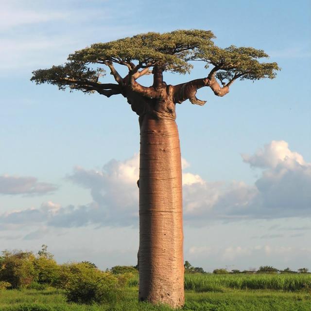Adansonia Grandidieri jigsaw puzzle