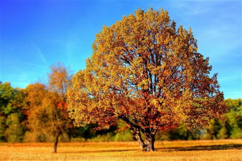 Autumn Tree in Park  jigsaw puzzle