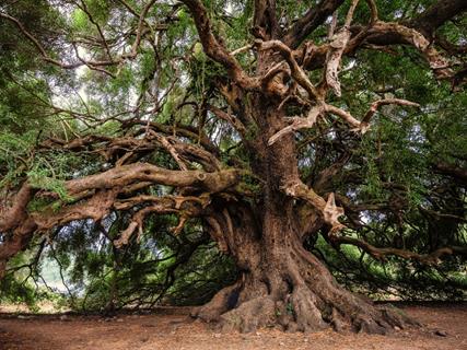 Big Olive Tree jigsaw puzzle