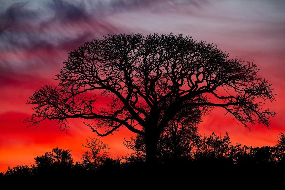 Big Tree Red Sunset jigsaw puzzle