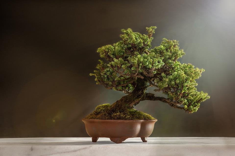 Bonsai jigsaw puzzle