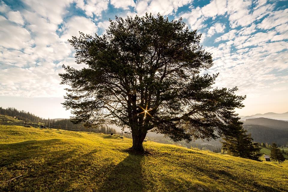 Bucovina Tree At Dawn jigsaw puzzle