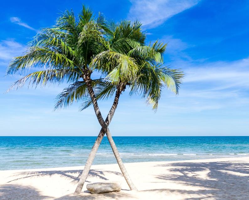 Caribbean Palm Trees jigsaw puzzle