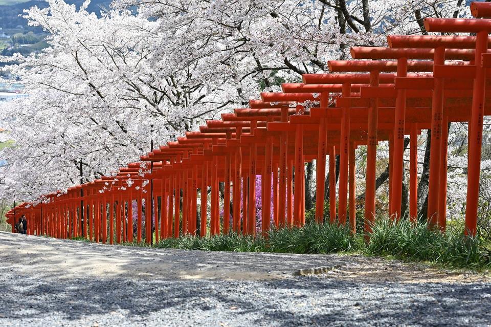 Cherry Blossoms Torii Gates jigsaw puzzle