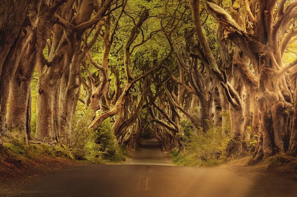 Creepy Trees Road jigsaw puzzle