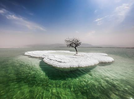 Dead Tree In Sea Of Life jigsaw puzzle