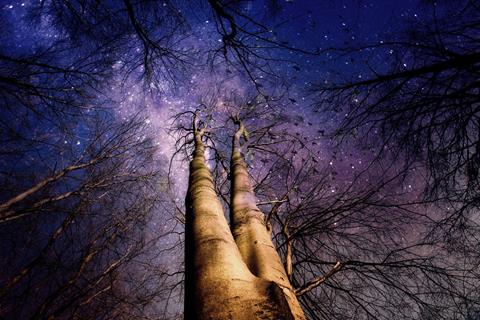 Deep Forest Sky jigsaw puzzle