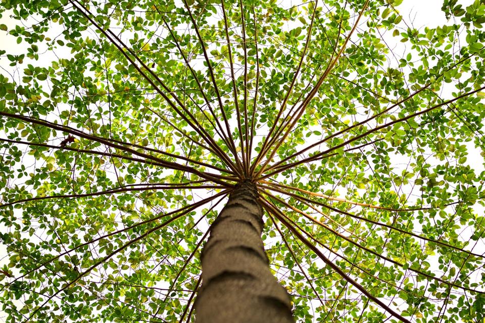 Exotic Tree Top jigsaw puzzle